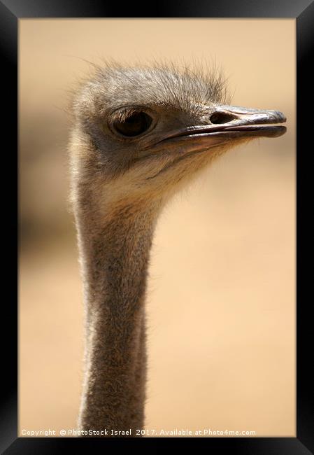 Close up of an ostrich Framed Print by PhotoStock Israel