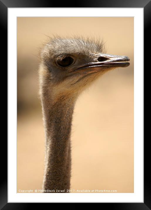 Close up of an ostrich Framed Mounted Print by PhotoStock Israel