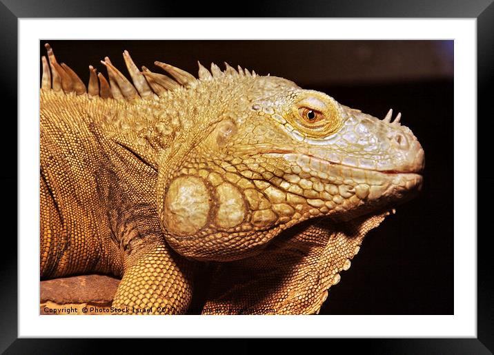 common green IGUANA, Iguana iguana Framed Mounted Print by PhotoStock Israel