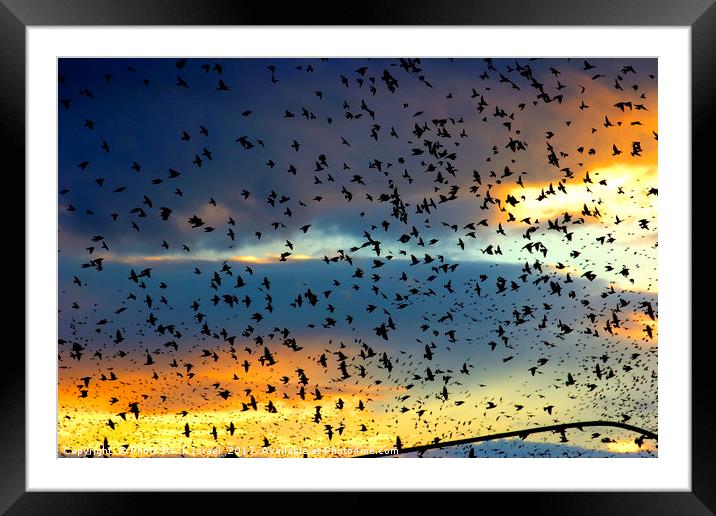 flock of birds at sunset  Framed Mounted Print by PhotoStock Israel