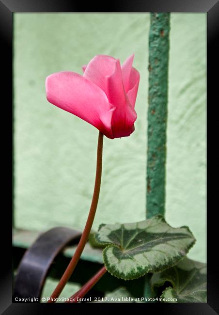 Persian Violet Cyclamen persicum Framed Print by PhotoStock Israel
