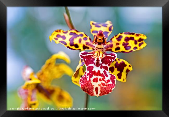 Yellow tiger spotted Orchid Framed Print by PhotoStock Israel