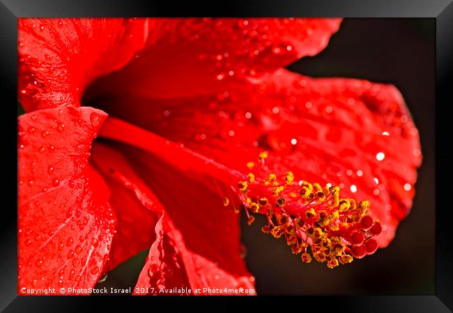Close up of a red Hibiscus Framed Print by PhotoStock Israel