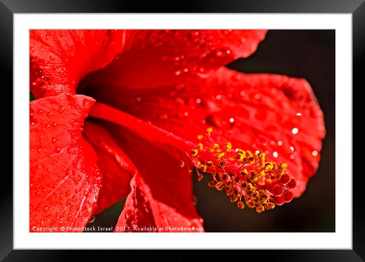 Close up of a red Hibiscus Framed Mounted Print by PhotoStock Israel