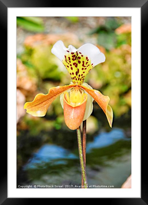 Yellow white Orchid Framed Mounted Print by PhotoStock Israel