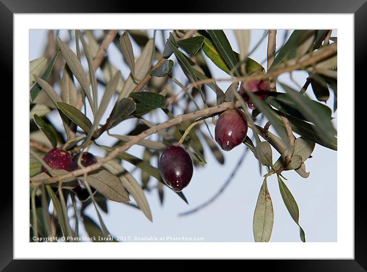 Black Olives on an Olive tree Framed Mounted Print by PhotoStock Israel
