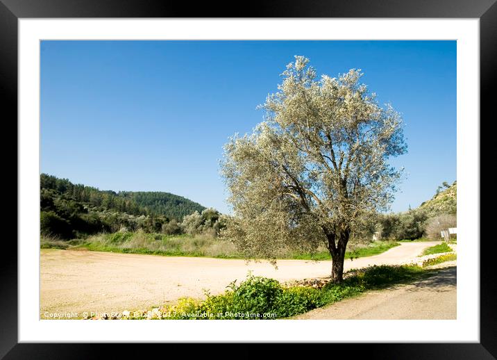 Israel Galilee Olive tree  Framed Mounted Print by PhotoStock Israel