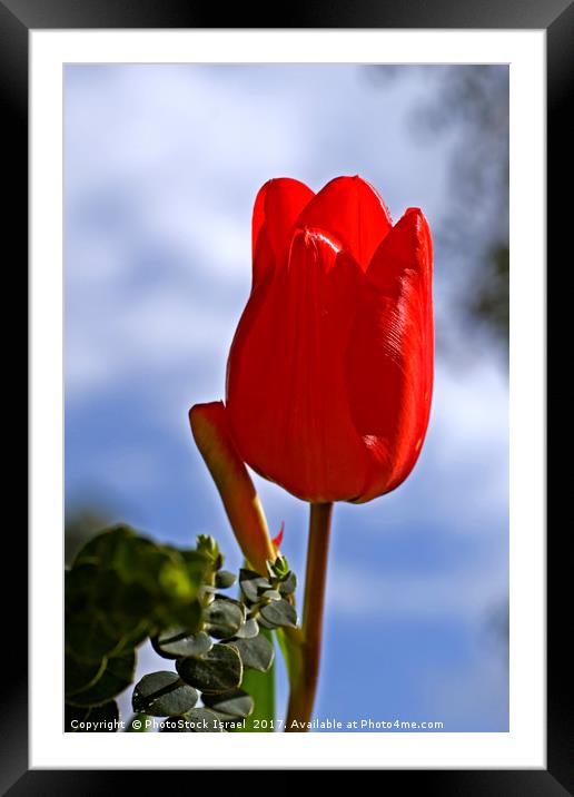 Red tulip growing in a garden Framed Mounted Print by PhotoStock Israel
