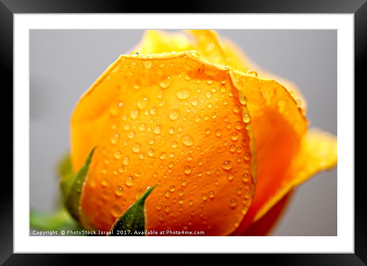 Yellow rose Framed Mounted Print by PhotoStock Israel