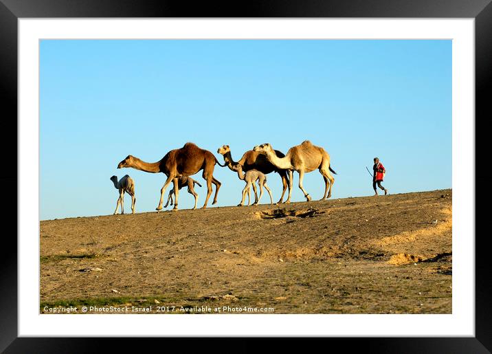 A bedouin and a herd of camels Framed Mounted Print by PhotoStock Israel