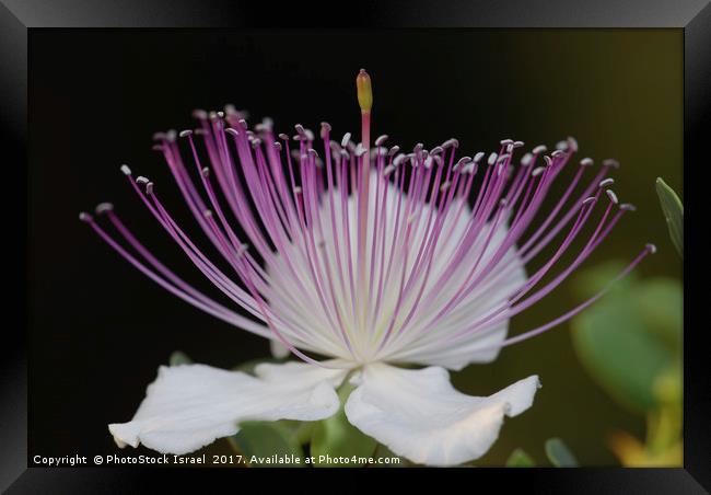 Common Caper Capparis spinosa Framed Print by PhotoStock Israel