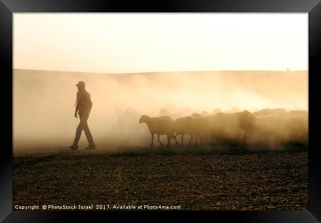 Israel, Negev, Bedouin shepherd Framed Print by PhotoStock Israel