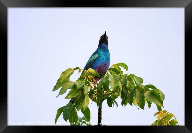 Greater Blue-eared Starling  Framed Print by PhotoStock Israel