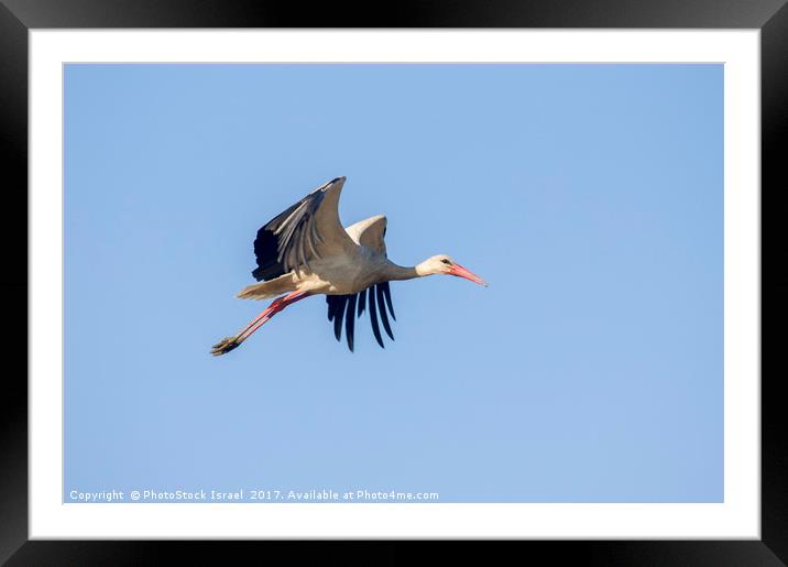 White Stork (Ciconia ciconia) Israel Framed Mounted Print by PhotoStock Israel