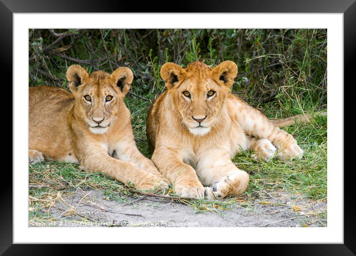 Lion cubs (Panthera leo)  Framed Mounted Print by PhotoStock Israel