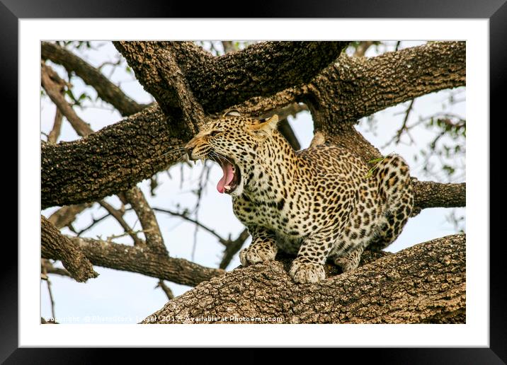 leopard (Panthera pardus) on a tree.  Framed Mounted Print by PhotoStock Israel