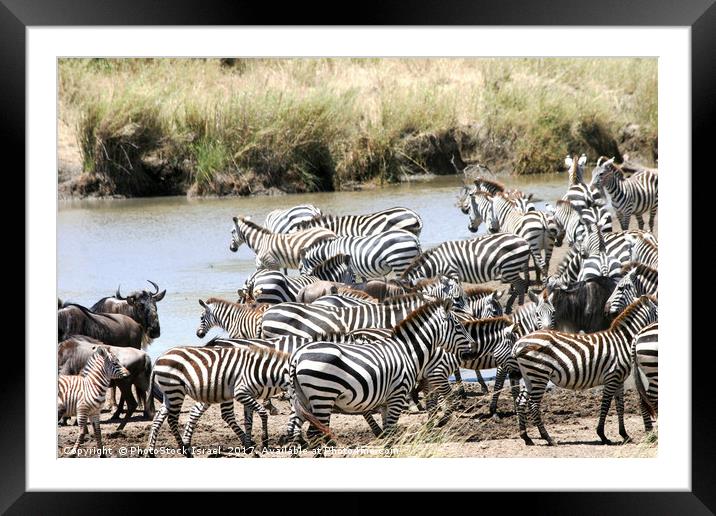 annual migration Tanzania  Framed Mounted Print by PhotoStock Israel