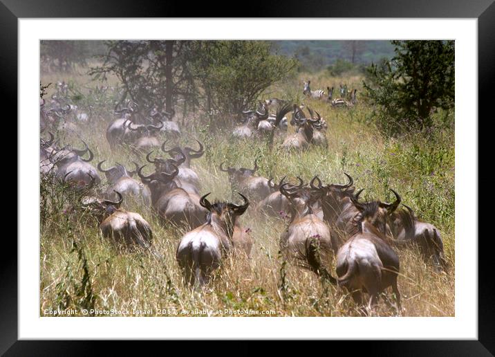 Serengeti National Park Framed Mounted Print by PhotoStock Israel