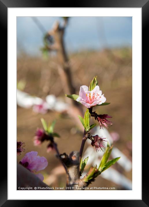 almond blossoms Framed Mounted Print by PhotoStock Israel