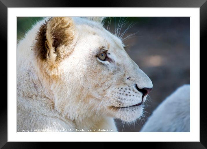 White lion cubs  Framed Mounted Print by PhotoStock Israel
