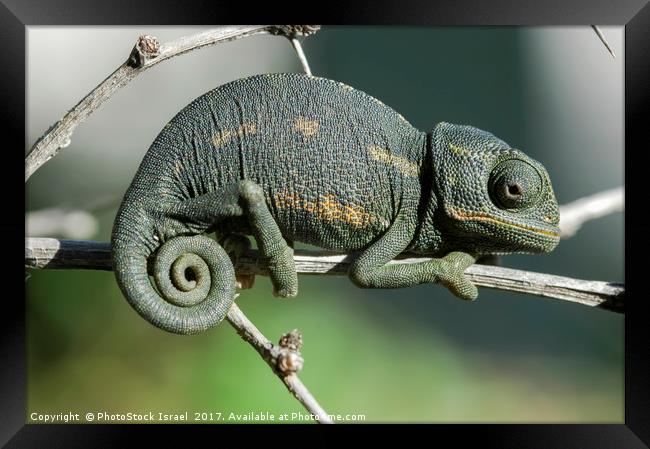 common chamaeleon, Chamaeleo chamaeleon, Framed Print by PhotoStock Israel