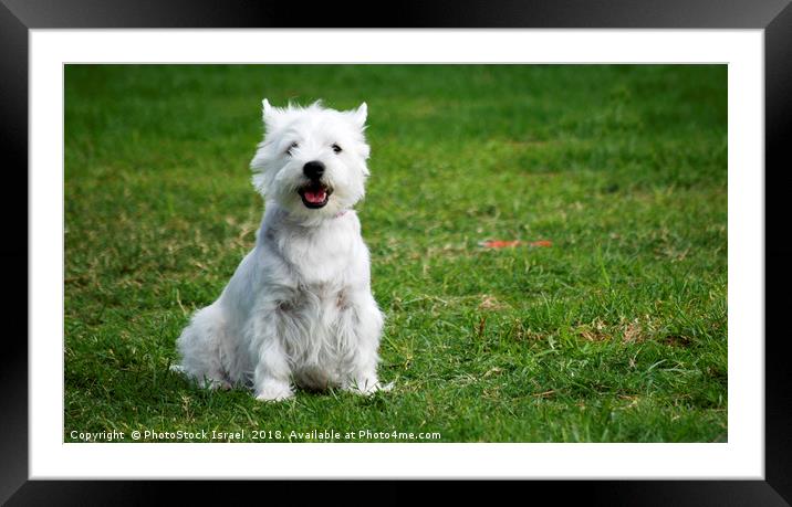 West Highland White Terriers Framed Mounted Print by PhotoStock Israel