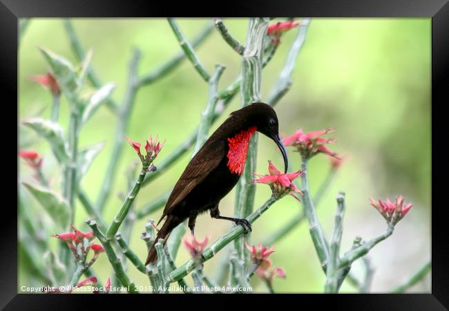 sunbird, Lake Manyara National Park Framed Print by PhotoStock Israel