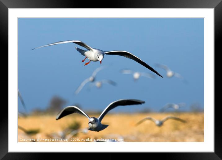 Black-headed Gull (Larus ridibundus) Framed Mounted Print by PhotoStock Israel