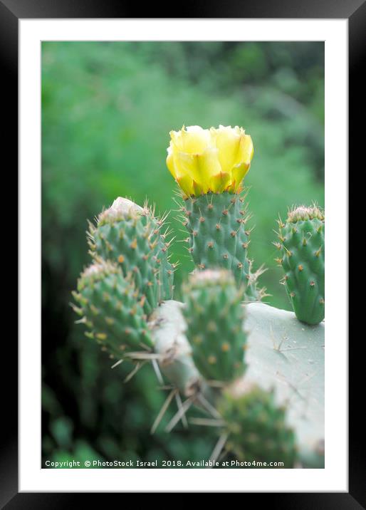 Flowering Indian Fig Opuntia Framed Mounted Print by PhotoStock Israel