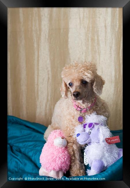 Apricot Miniature Poodle  Framed Print by PhotoStock Israel