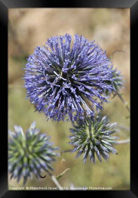 Allium ampeloprasum Framed Print by PhotoStock Israel