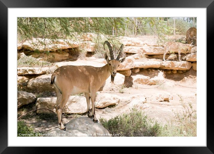 Nubian Ibex  Framed Mounted Print by PhotoStock Israel