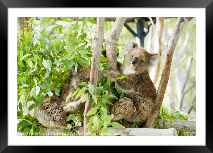 Female Koala in an Eucalyptus tree Framed Mounted Print by PhotoStock Israel