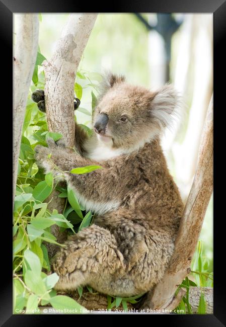 Female Koala in an Eucalyptus tree Framed Print by PhotoStock Israel