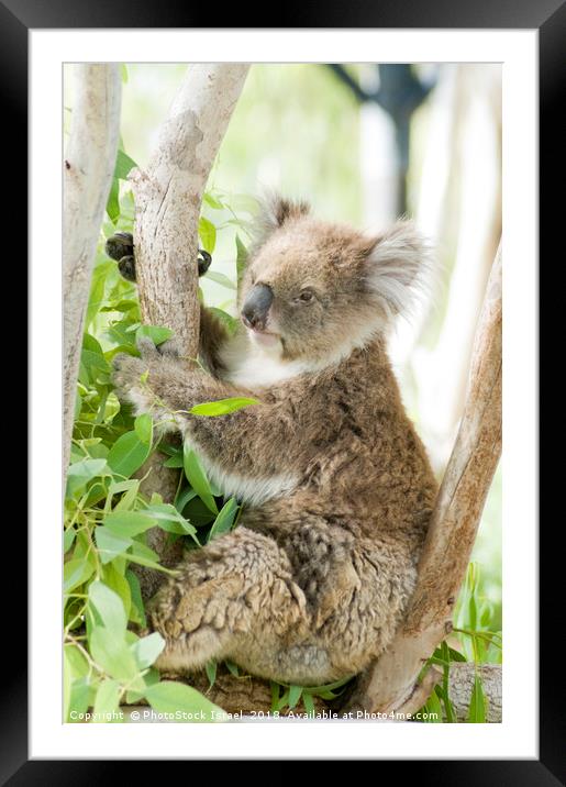 Female Koala in an Eucalyptus tree Framed Mounted Print by PhotoStock Israel
