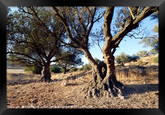 Israel, Lachish Olive tree Framed Print by PhotoStock Israel