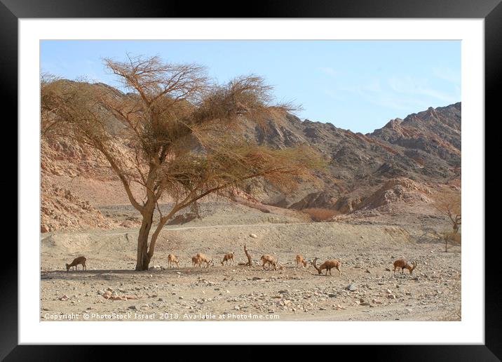Nubian Ibex (Capra ibex nubiana) Framed Mounted Print by PhotoStock Israel