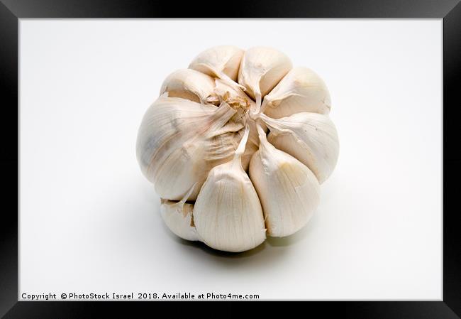 Garlic bulb and cloves Framed Print by PhotoStock Israel