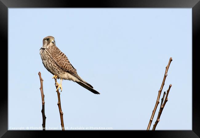 Common Kestrel (Falco tinnunculus) Framed Print by PhotoStock Israel