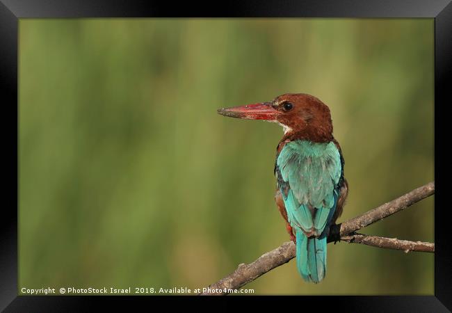 White-throated Kingfisher, Halcyon smyrnensis Framed Print by PhotoStock Israel
