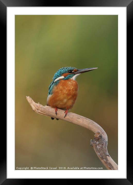 Common Kingfisher, Alcedo atthis, Framed Mounted Print by PhotoStock Israel