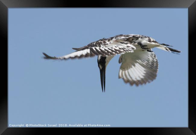 Pied Kingfisher (Ceryle rudis)  Framed Print by PhotoStock Israel