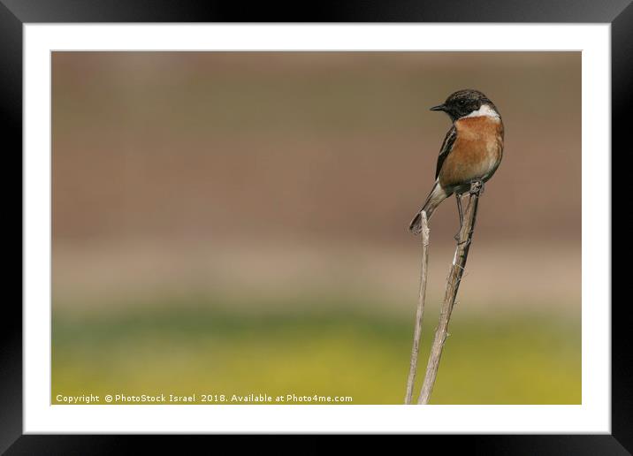 African Stonechat (Saxicola torquata) Framed Mounted Print by PhotoStock Israel