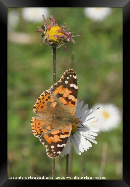  Painted Lady Vanessa cardui Framed Print by PhotoStock Israel