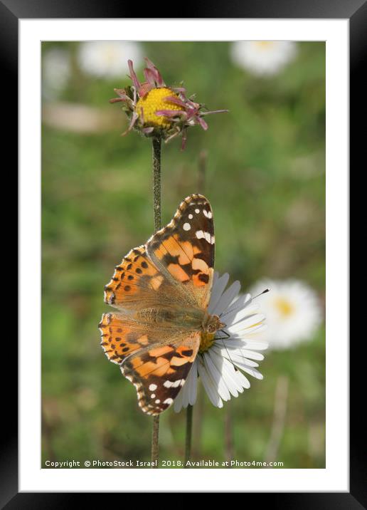  Painted Lady Vanessa cardui Framed Mounted Print by PhotoStock Israel