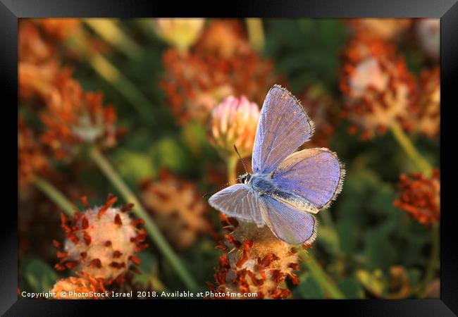 Common Blue (Polyommatus icarus) Framed Print by PhotoStock Israel