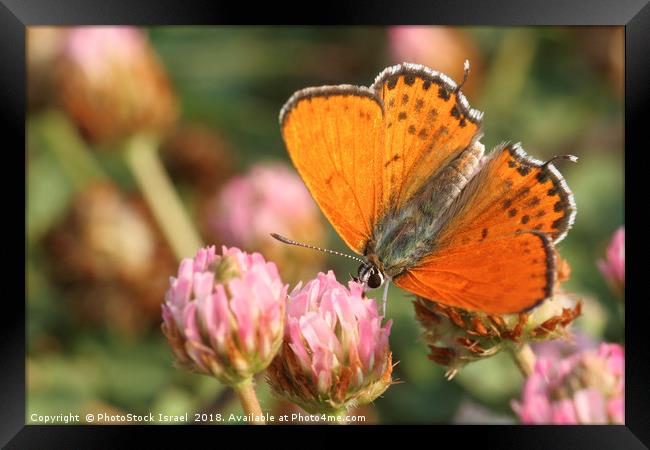 Lesser Fiery Copper (Lycaena thersamon) Framed Print by PhotoStock Israel
