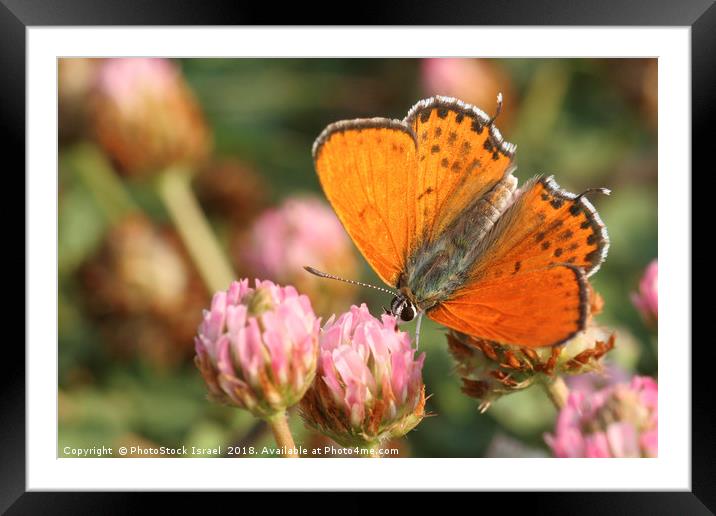 Lesser Fiery Copper (Lycaena thersamon) Framed Mounted Print by PhotoStock Israel