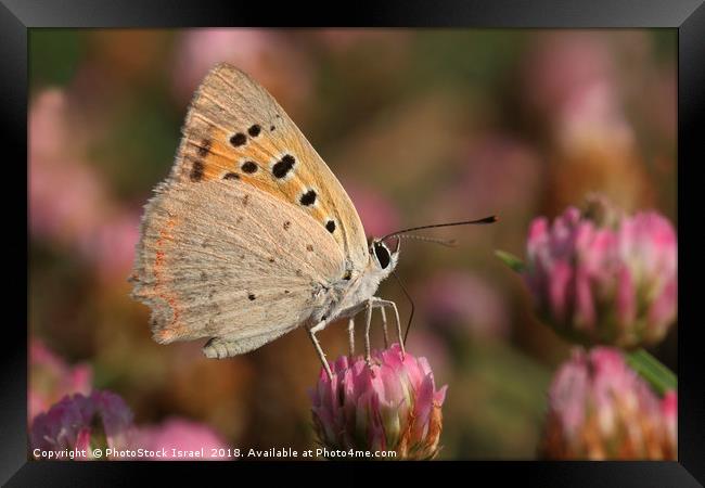 The Small Copper Framed Print by PhotoStock Israel