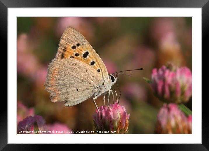 The Small Copper Framed Mounted Print by PhotoStock Israel